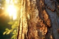Close-up of a tree with the sun shining in the background. Ideal for nature and environmental concepts Royalty Free Stock Photo