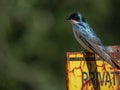 Close up of Tree Swallow perched on old, rusted sign Royalty Free Stock Photo