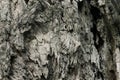 Close up of tree trunk background, texture of dark bark wood with old natural pattern for design art work Royalty Free Stock Photo