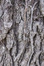 Close-up of tree trunk for background use