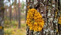 Close Up of a Tree Trunk Covered in Bright Yellow Lichen in Natural Forest With Selective Focus Royalty Free Stock Photo