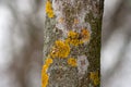 Tree trunk covered with yellow lichen and fungus Royalty Free Stock Photo