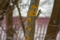 Tree trunk covered with yellow lichen and fungus Royalty Free Stock Photo