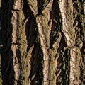 Close-up of a tree trunk with deeply furrowed, textured bark. The surface is a mix of Royalty Free Stock Photo