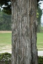 Close up of tree trunk detailed bark and knots