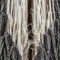 Close-up of a tree trunk displaying intricate, peeling bark patterns. The outer bark is Royalty Free Stock Photo