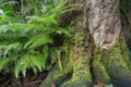 close-up of tree trunk, with ferns and vines in the background