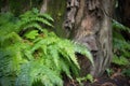 close-up of tree trunk, with ferns and vines in the background