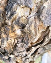 close-up of tree trunk foundation Royalty Free Stock Photo