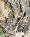 close-up of tree trunk foundation Royalty Free Stock Photo