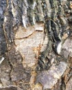 close-up of tree trunk foundation Royalty Free Stock Photo