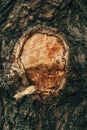 Close-up of a tree trunk with a fresh circular cut in the bark, revealing warm wood grain textures surrounded by rough, dark bark Royalty Free Stock Photo