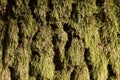 Close up of a tree trunk with green moss texture. Natural lichen background Royalty Free Stock Photo