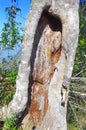 Close up of tree trunk hole Royalty Free Stock Photo