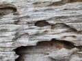 A close-up of a tree trunk with holes, Wood surface eroded background.