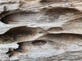 A close-up of a tree trunk with holes, Wood surface eroded background.