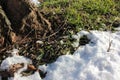 Close-up of tree trunk and melting snow on green grass during spring thaw.