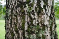 Close up of tree trunk with moss and lichen Royalty Free Stock Photo