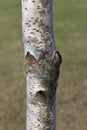 Close up of the trunk of a Betula papyrifera tree