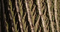 Close-up of a tree trunk showcases deeply grooved bark with a striking diamond pattern. The texture Royalty Free Stock Photo