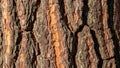 Close up of a tree trunk showcasing thick rough bark with deep grooves Royalty Free Stock Photo