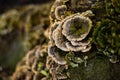 Close-up of a tree trunk showing a patch of green moss and a small fungus growing on the bark. Royalty Free Stock Photo