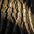 Close up of a tree trunk showing textured bark with deep grooves and ridges Royalty Free Stock Photo