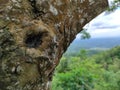 A close up of tree trunk with the spider web inside. Tree trunk showing the wood' texture Royalty Free Stock Photo