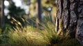 Close-up of a tree trunk with textured bark and green grass surrounding it. Soft sunlight filters through the forest, creating a Royalty Free Stock Photo