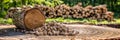 Close up of tree trunk with wood pellet in foreground symbolizing transition from tree to pellet Royalty Free Stock Photo