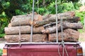 Close up tree trunks overlap in back old red pickup truck Royalty Free Stock Photo