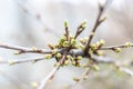 Close-up of tree twigs with buds. Nature waking up at spring with tree branch full of buds.