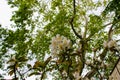 Close up of a tree with white flowers and a defocused tree at the background