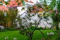 Close up of a tree with white flowers and a defocused park at the background