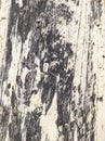 Close up of tree wood grain texture on drift wood. Royalty Free Stock Photo