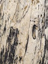 Close up of tree wood grain texture on drift wood. Royalty Free Stock Photo