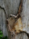 Close up, tree wound with cut and dry branches