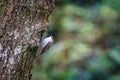 Close up of Treecreeper bird on trunk of old tree Royalty Free Stock Photo