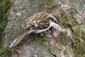 Treecreeper (Certhia familiaris)