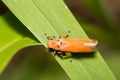 Close-up treehopper or spittlebug on green leaf
