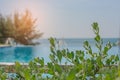 Close up treetop the leaves of green bush with swimming pool and seascape view in the background.