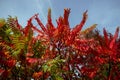 Close-up of a treetop, wrapped in beautiful red autumn shades.