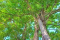 Treetops in garden on blue sky background Royalty Free Stock Photo