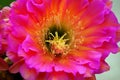 Close Up Trichocereus