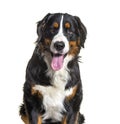 Close up on Tricolor Bernese Mountain Dog sitting Royalty Free Stock Photo