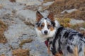 Close-up of tricolor border collie dog in the mountains