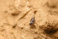 Close-up tridactylidae, pygmy mole crickets