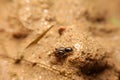 Close-up tridactylidae, pygmy mole crickets