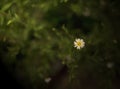 Tridax daisy flower