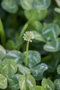 close up with (Trifolium)